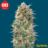 California Kush - 00 Seeds