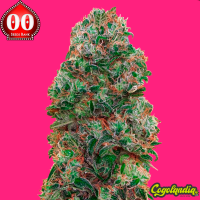 Bubble Gum - 00 Seeds