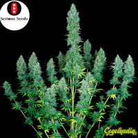 Serious Happiness - Serious Seeds Semillas Feminizadas