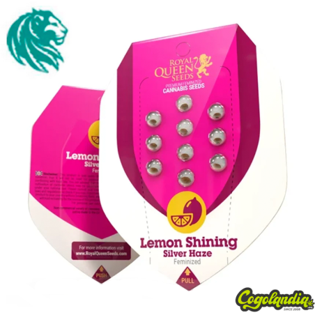 Lemon Shining Silver Haze - Royal Queen Seeds