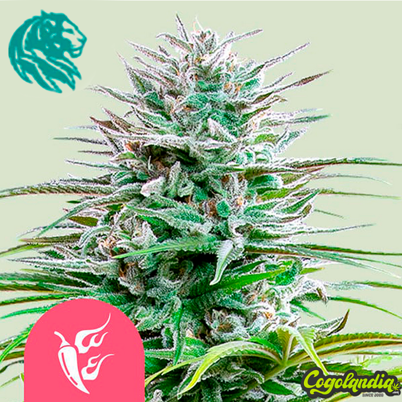 Speedy Chile - Royal Queen Seeds