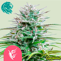 Speedy Chile - Royal Queen Seeds