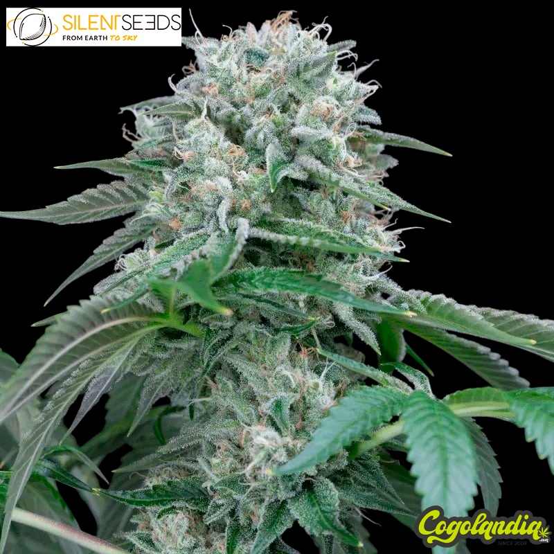 Starfire OG - Silent Seeds