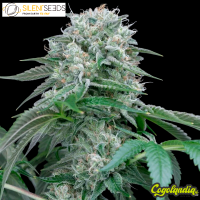 Starfire OG - Silent Seeds