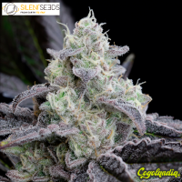 L.A. Vanilla - Silent Seeds