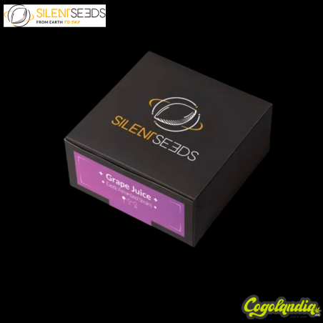 Grape Juice - Silent Seeds Semillas Feminizadas