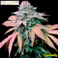 Gorilla Frost - Silent Seeds Semillas Feminizadas
