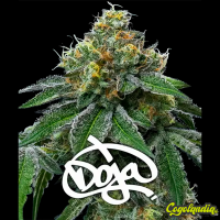 Rs11 X Banana OG - Barney's Farm