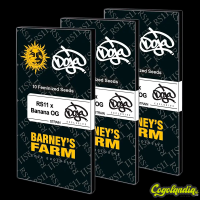 Rs11 X Banana OG - Barney's Farm