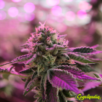 Rs11 X Banana OG - Barney's Farm