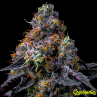 Rainbow Sherbet - Barney's Farm