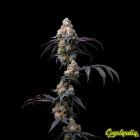 Rainbow Sherbet - Barney's Farm