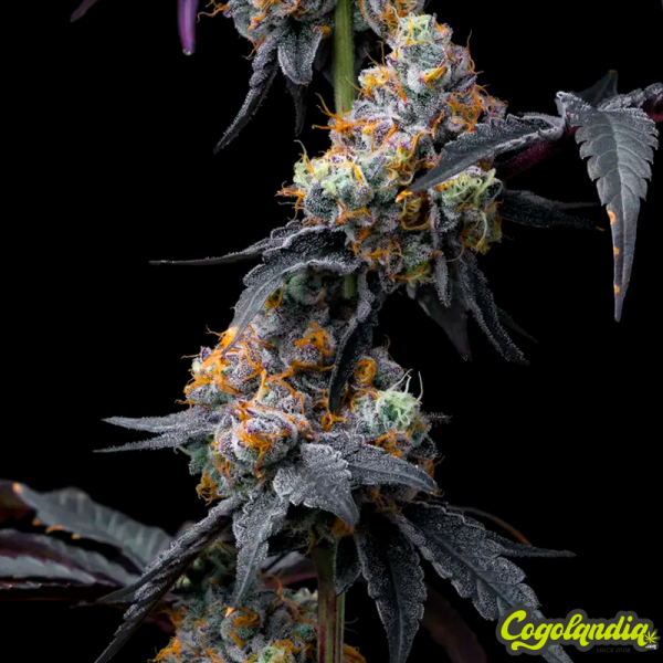 Rainbow Sherbet - Barney's Farm