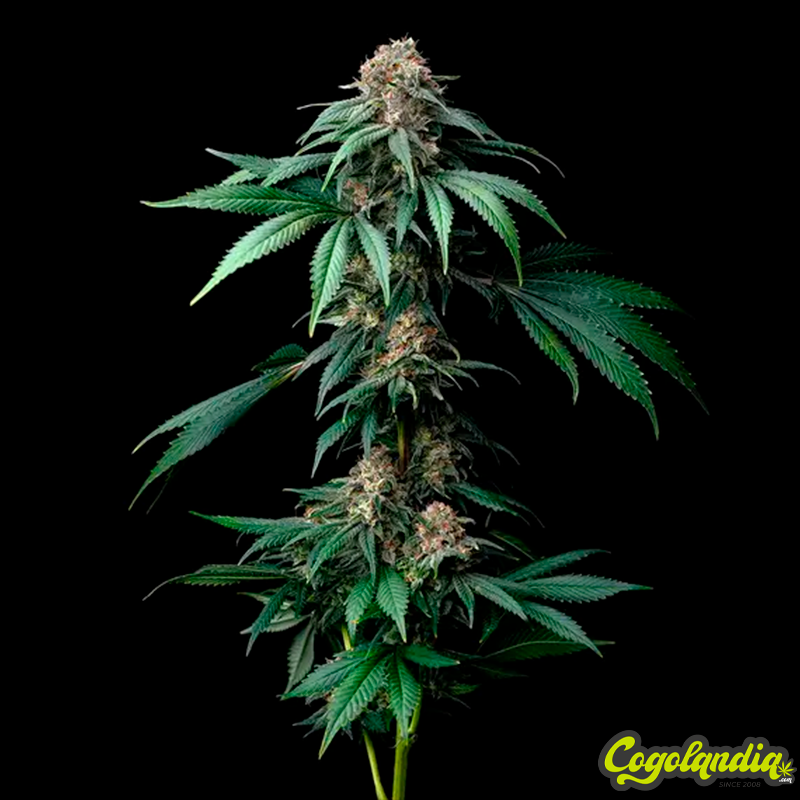 Mendo Breath - Barney's Farm