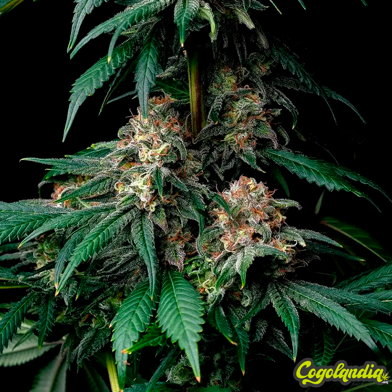 Mendo Breath - Barney's Farm