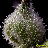 Mendo Breath - Barney's Farm