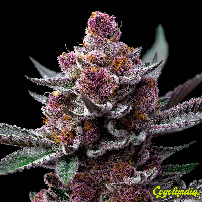 Cherry Poppers - Barney's Farm
