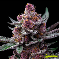 Cherry Poppers - Barney's Farm
