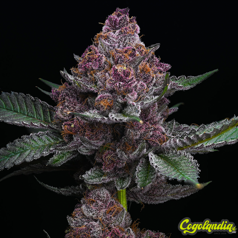 Cherry Poppers - Barney's Farm