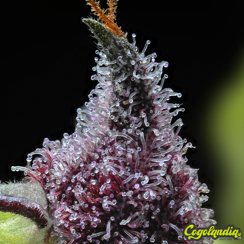 Cherry Poppers - Barney's Farm