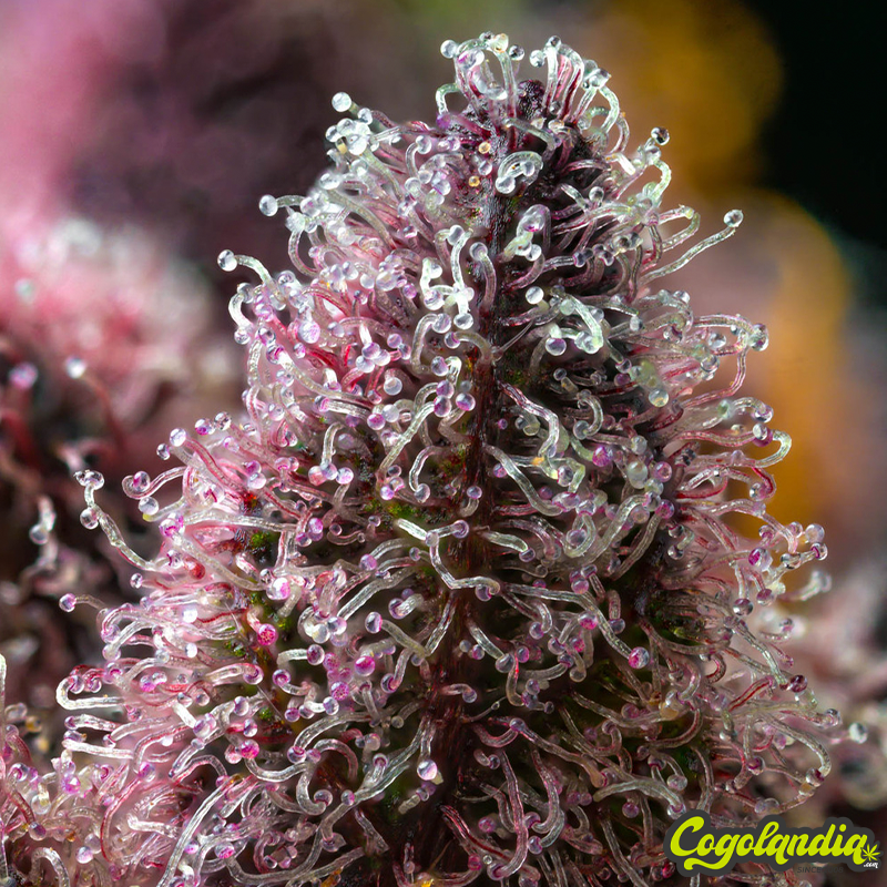 Cherry Poppers - Barney's Farm