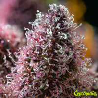 Cherry Poppers - Barney's Farm