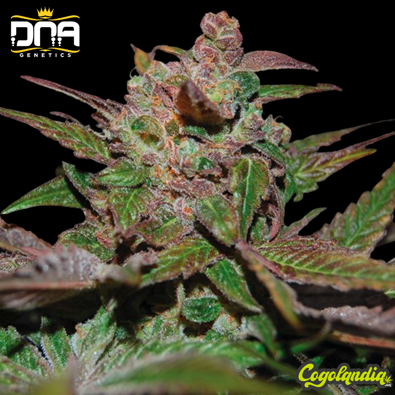 Purple Wreck - DNA Genetics