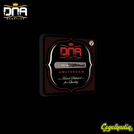 L.A Sorbet - DNA Genetics