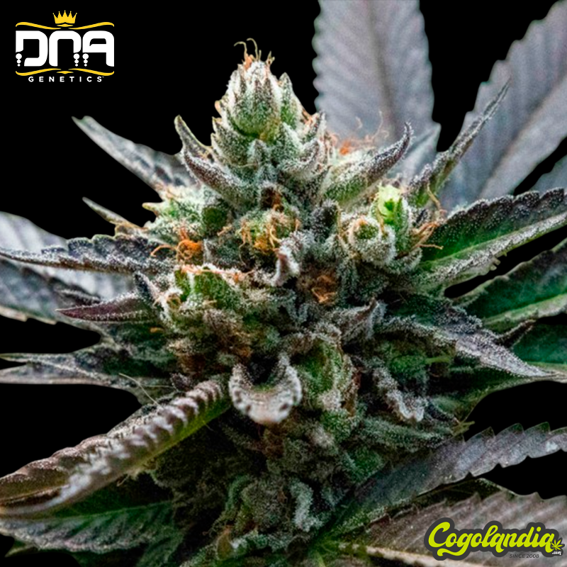 L.A Sorbet - DNA Genetics