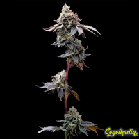 GMO Cookies - Barney's Farm 