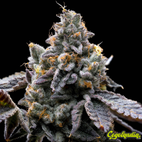 GMO Cookies - Barney's Farm 