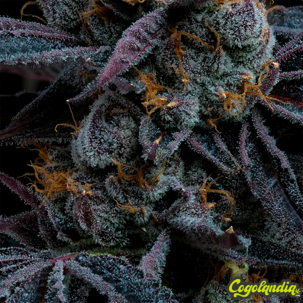 White Runtz - Barney's Farm