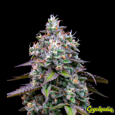Zoap - Barney's Farm