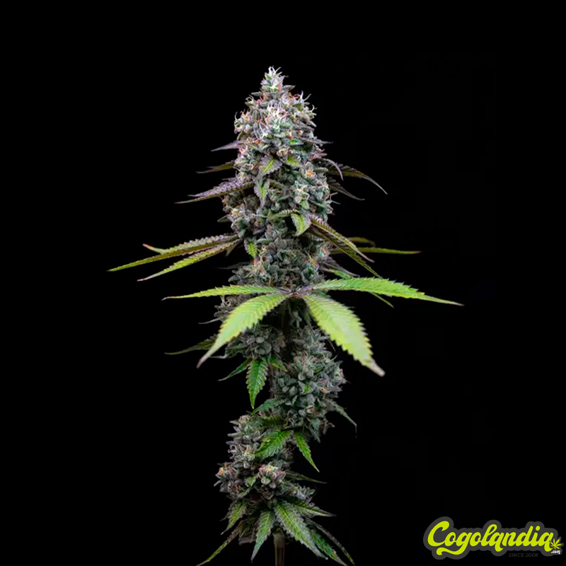 Zoap - Barney's Farm