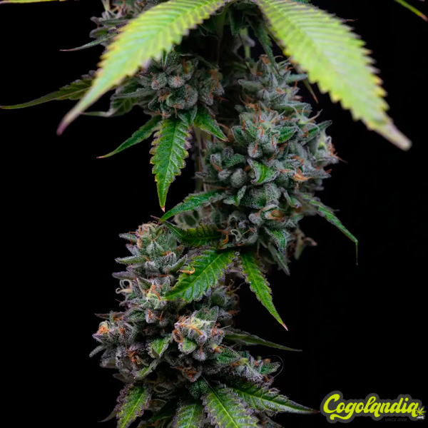 Zoap - Barney's Farm