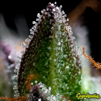 Zoap - Barney's Farm