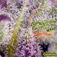 Monster Maker - Sweet Seeds