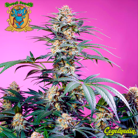 Monster Maker - Sweet Seeds