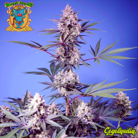 Mental Rainbow - Sweet Seeds