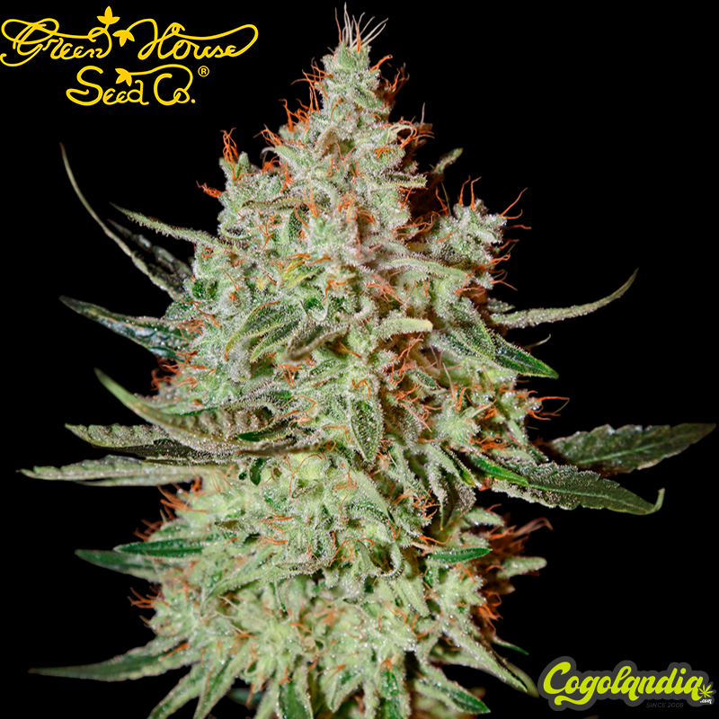 Cheese - Green House Seeds