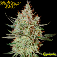 Cheese - Green House Seeds