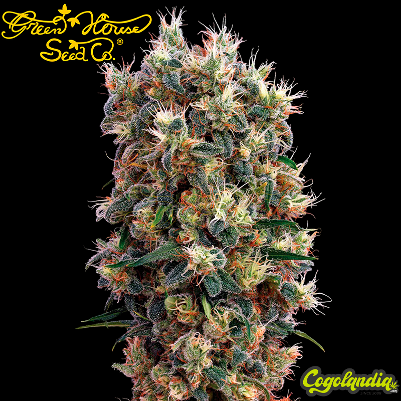 The Church - Green House Seeds