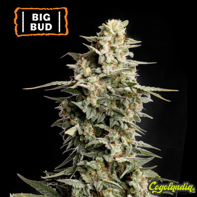 Big Bud - Seeds Stockers