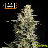 Big Bud - Seeds Stockers