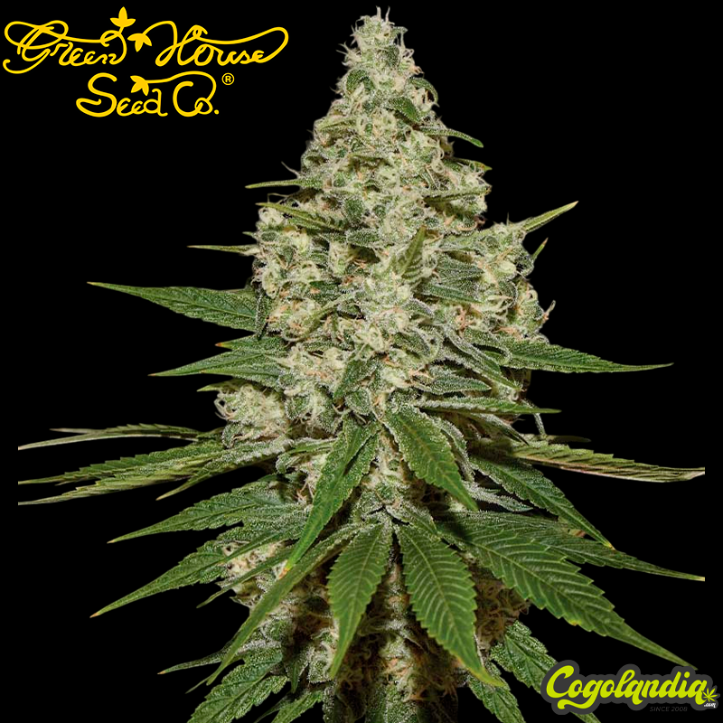 Super Lemon Haze - Green House Seeds