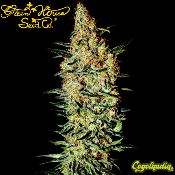 Neville's Haze - green house seeds