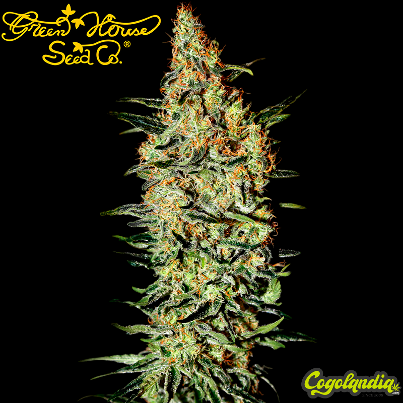Neville's Haze - green house seeds