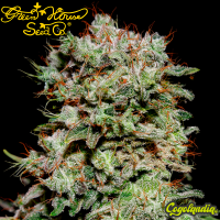 Kalashnikova - Green House Seeds Semillas Feminizadas