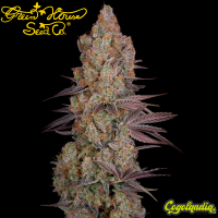 Exodus Cheese - Green House Seeds Semillas Feminizadas