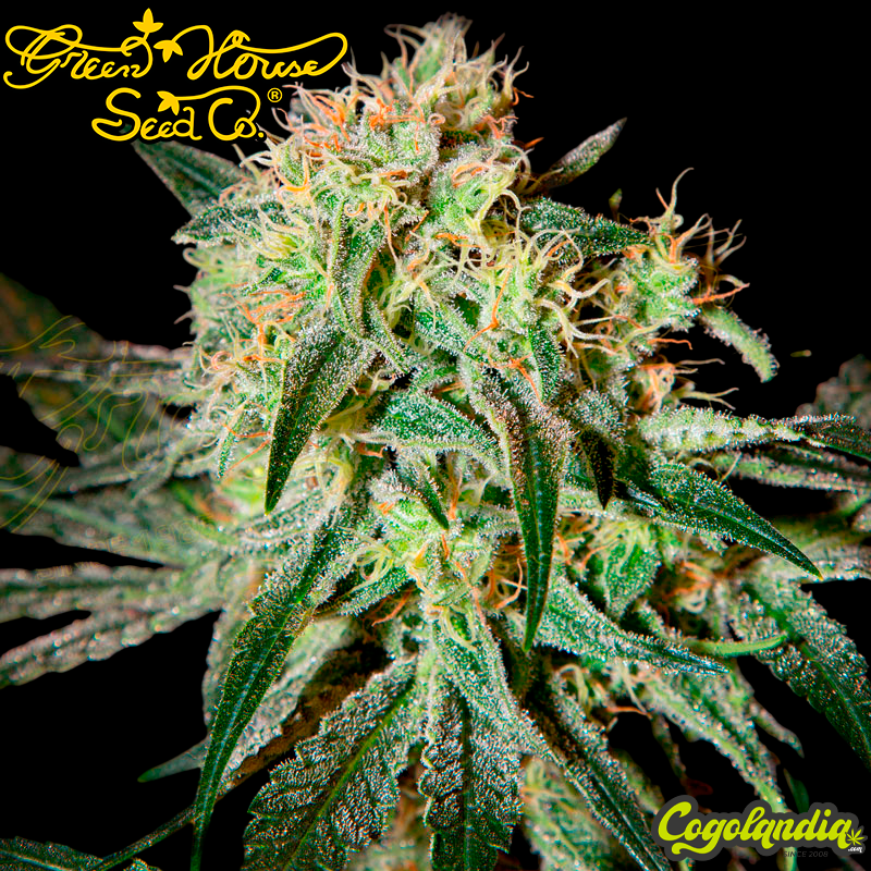 Damn Sour - Green House Seeds Semillas Feminizadas
